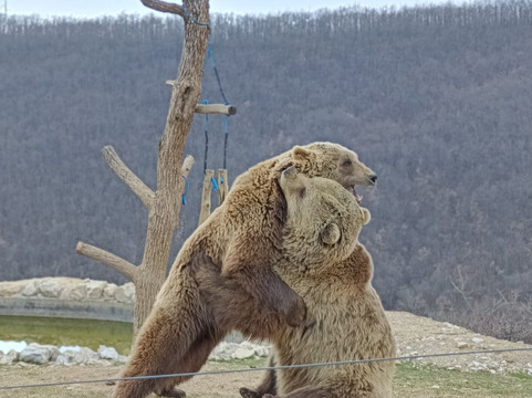 BEAR SANCTUARY Prishtina-普里什蒂纳必去景点