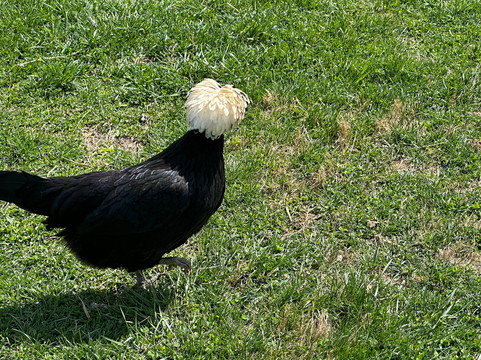 Winchester Creek Farm-韦恩斯维尔必去景点