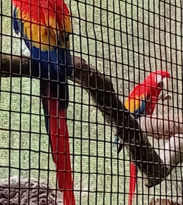 Sol Tropical Day Tours-圣何塞必去景点