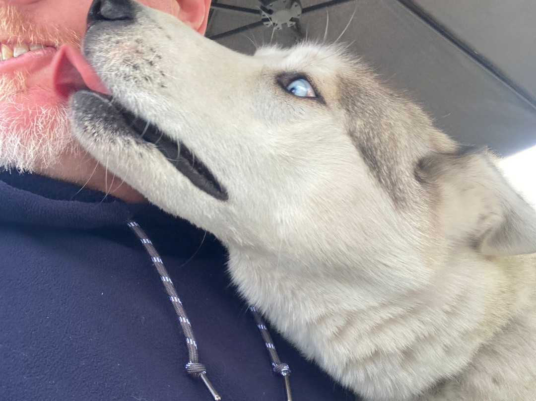 Timberline Racing Siberian Huskies-陶波必去景点