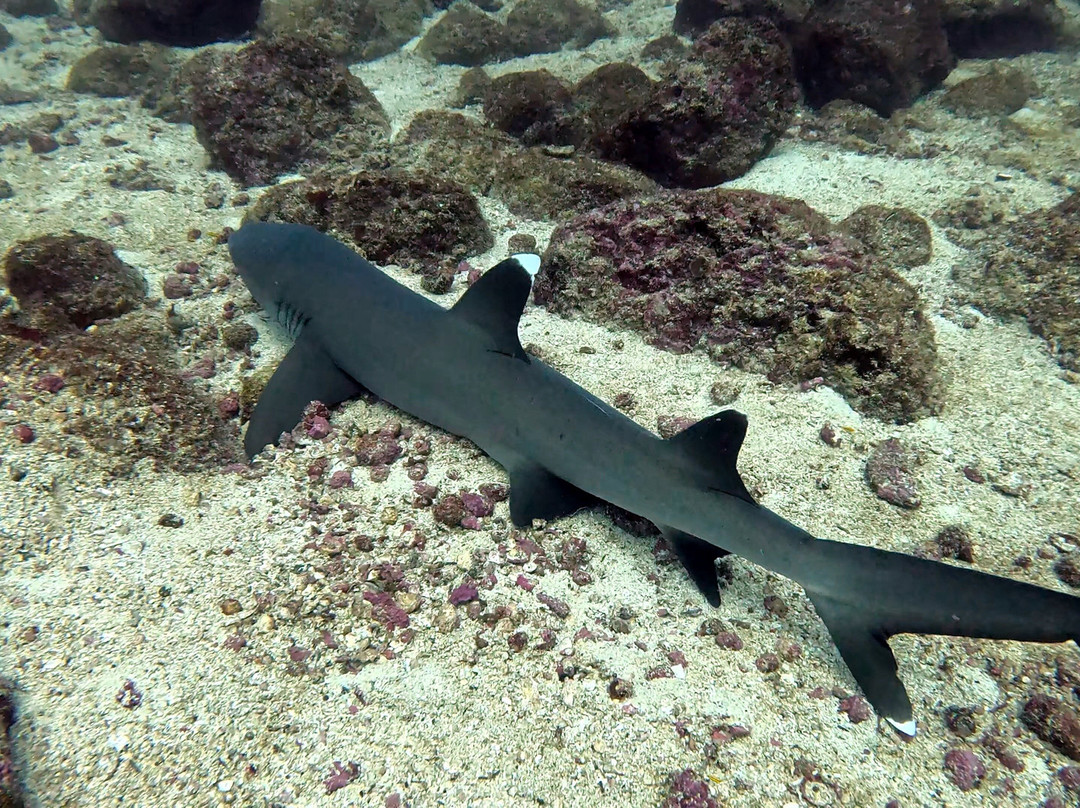 Panama Dive Center-Santa Catalina必去景点