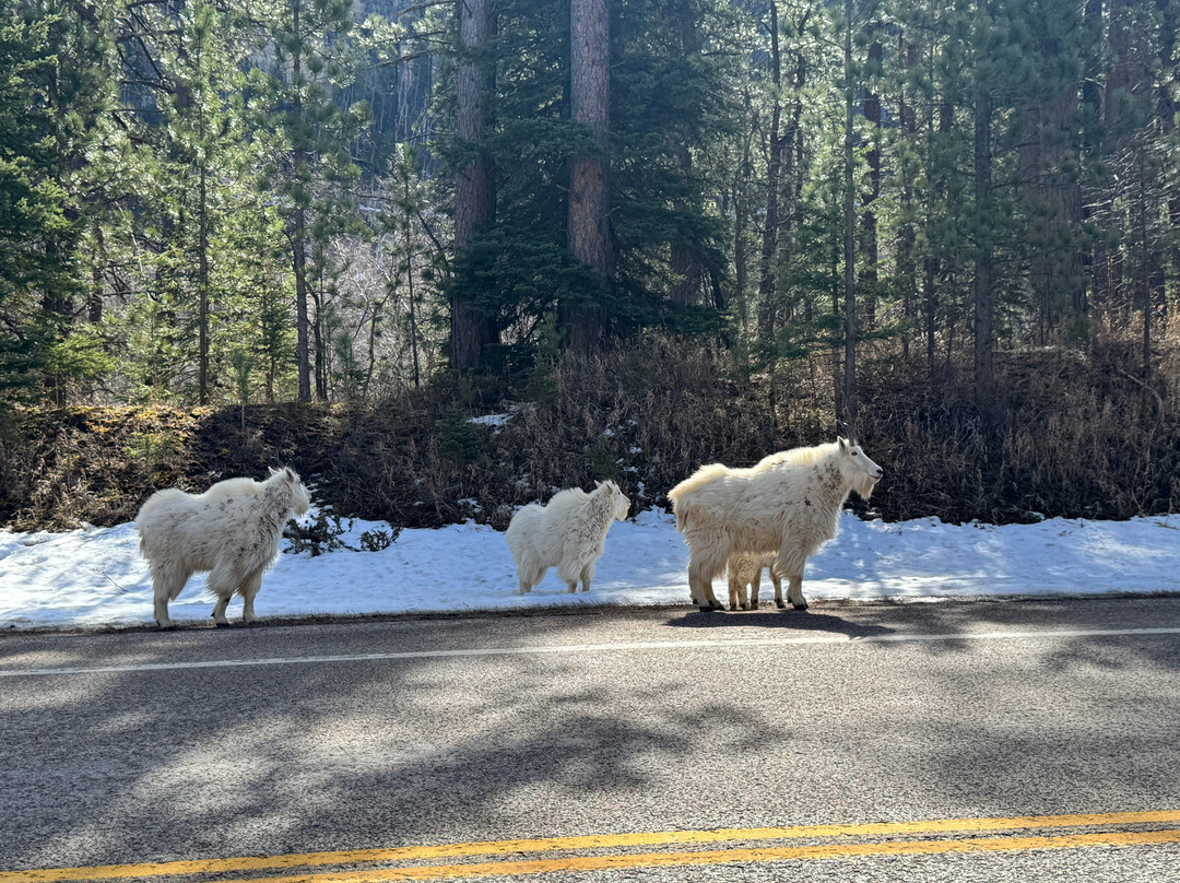 Spearfish Canyon Scenic Byway-Spearfish必去景点