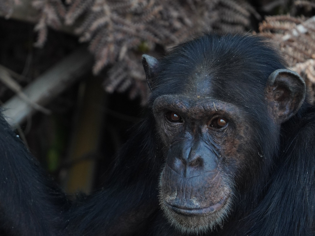 Smiley, Your Eco-Nature Guide in Kuntaur Gambia-Kuntaur必去景点