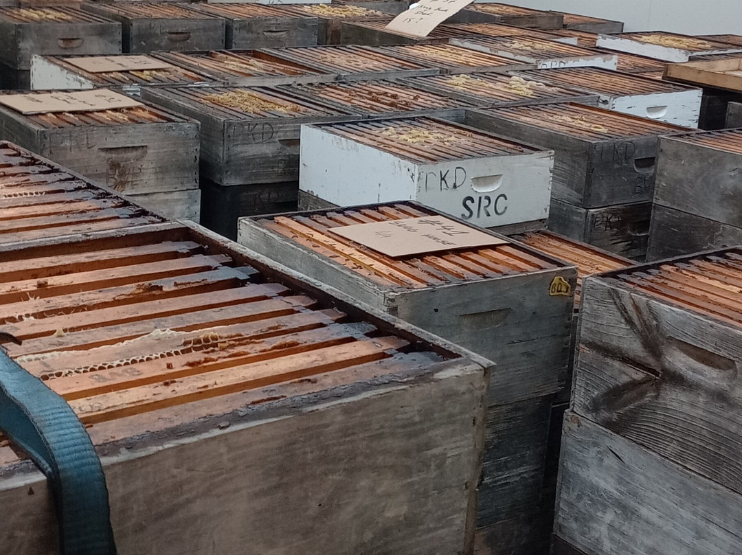 Island Beehive - Kangaroo Island Ligurian Bee Co-金斯科特必去景点