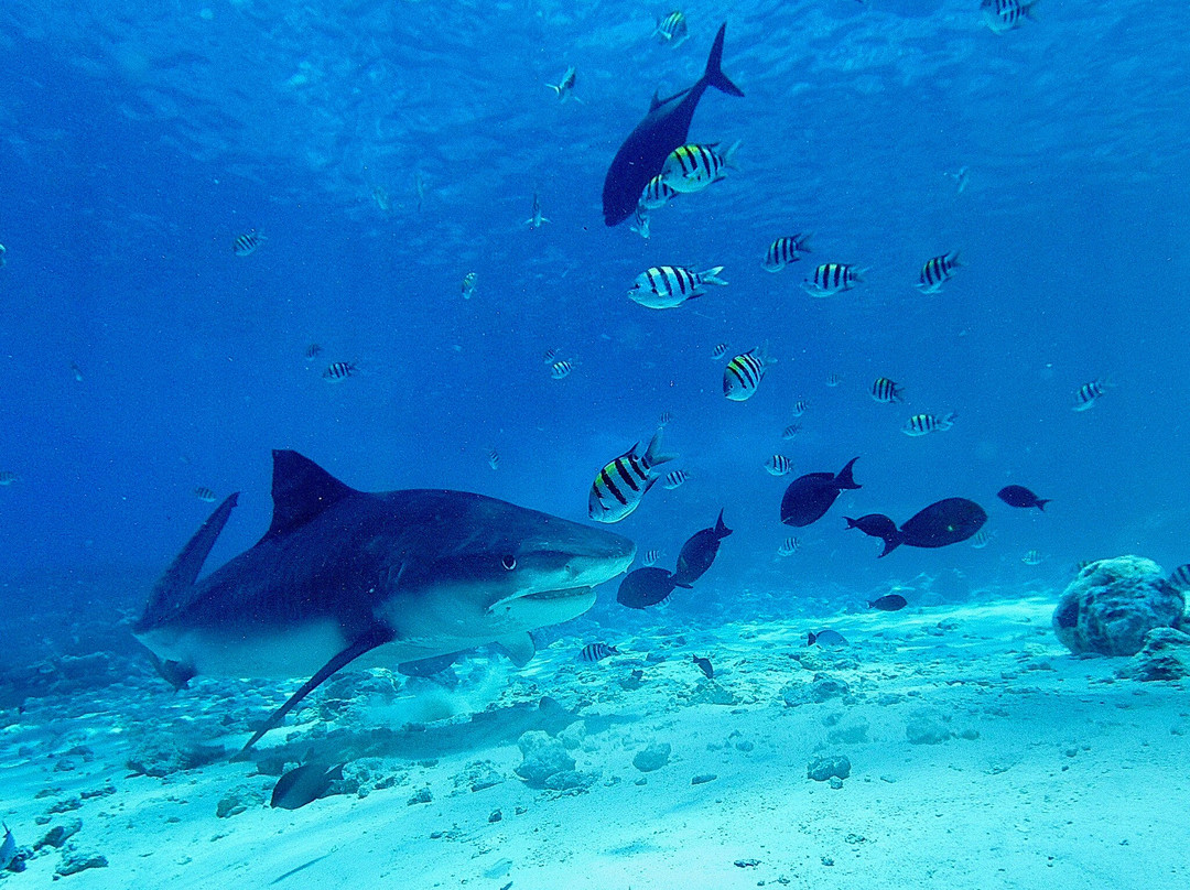 Fuvahmulah Dive School-Fuvahmulah必去景点
