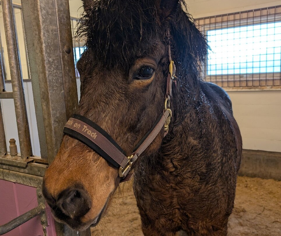 Tromsø Turhest As-Kvaloya必去景点