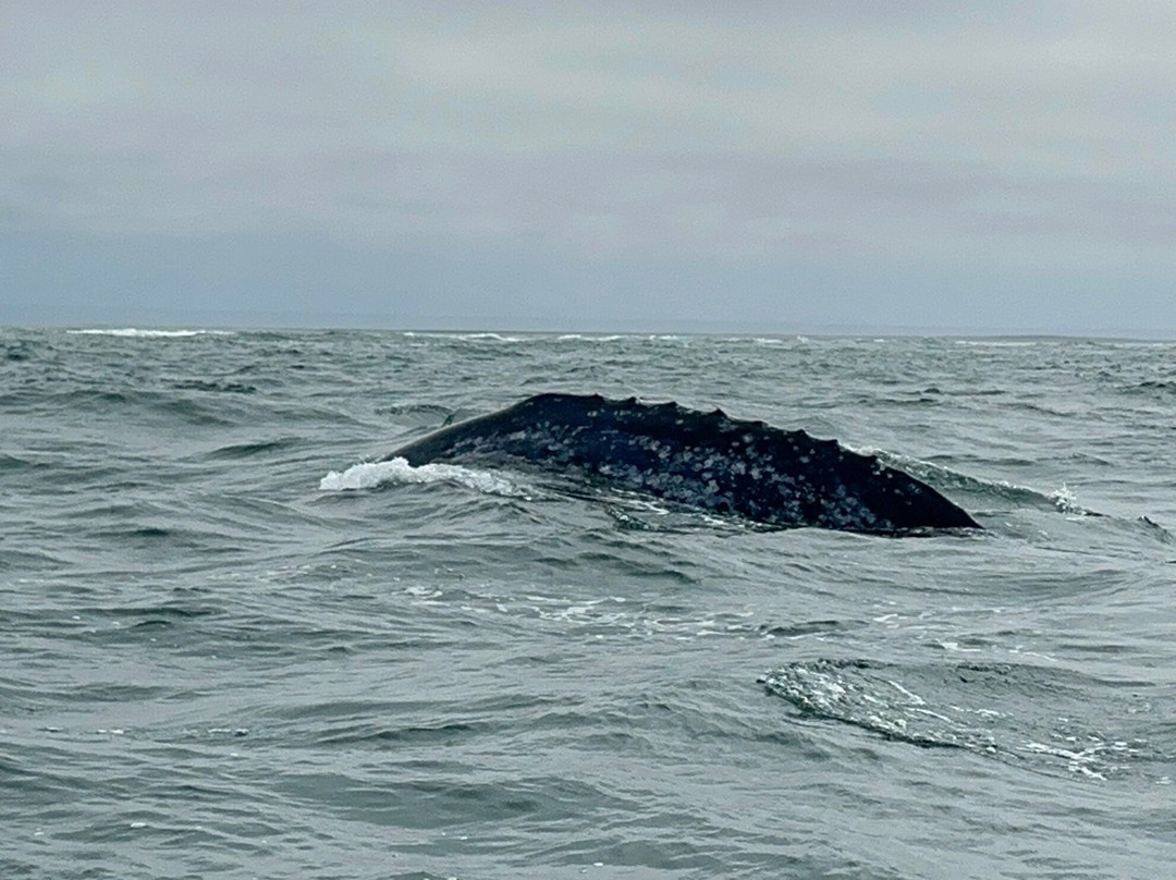 Baja Expeditions - San Ignacio Lagoon-San Ignacio必去景点