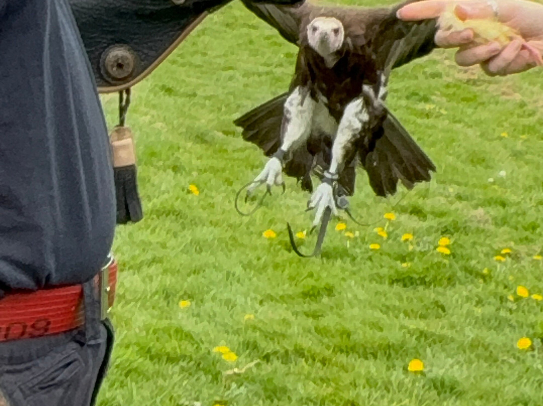 Xtreme Falconry at Dorset Falconry Park-多切斯特必去景点