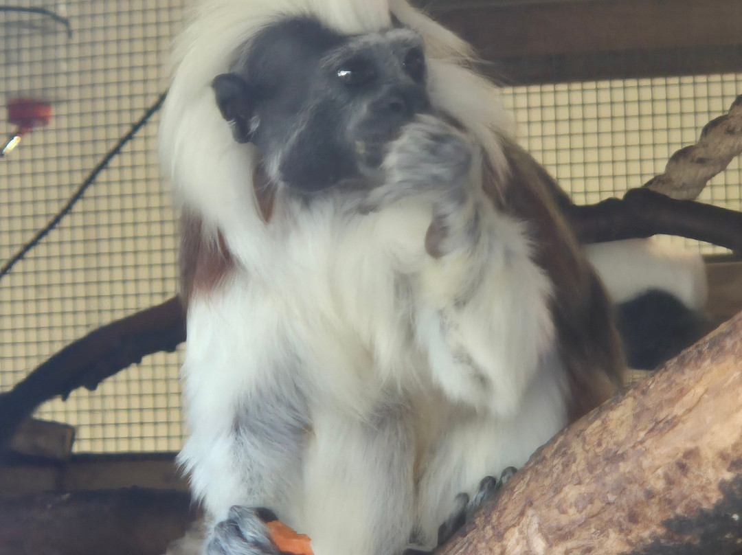 Yorkshire Wildlife Park-Auckley必去景点