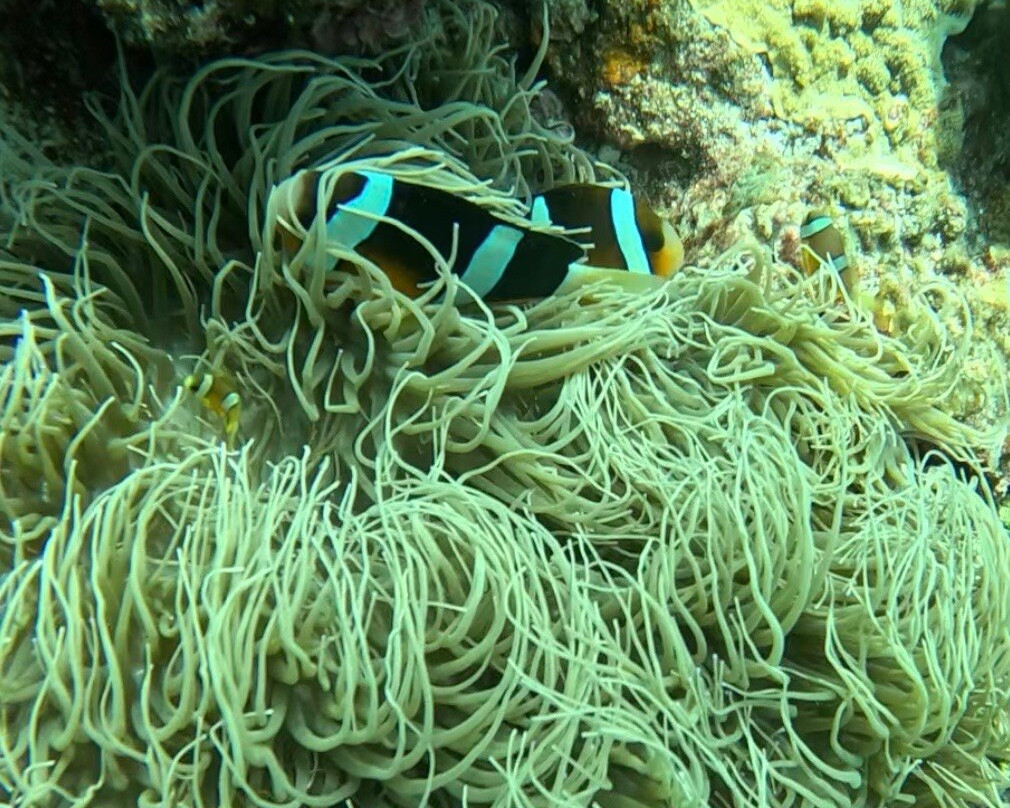 Miyakojima Diving Shop Guide-Ya-San-宫古岛市必去景点
