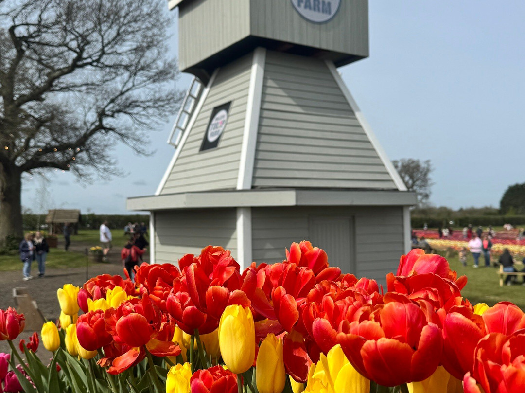 Tulleys Tulip Garden - Warwickshire-沃里克必去景点