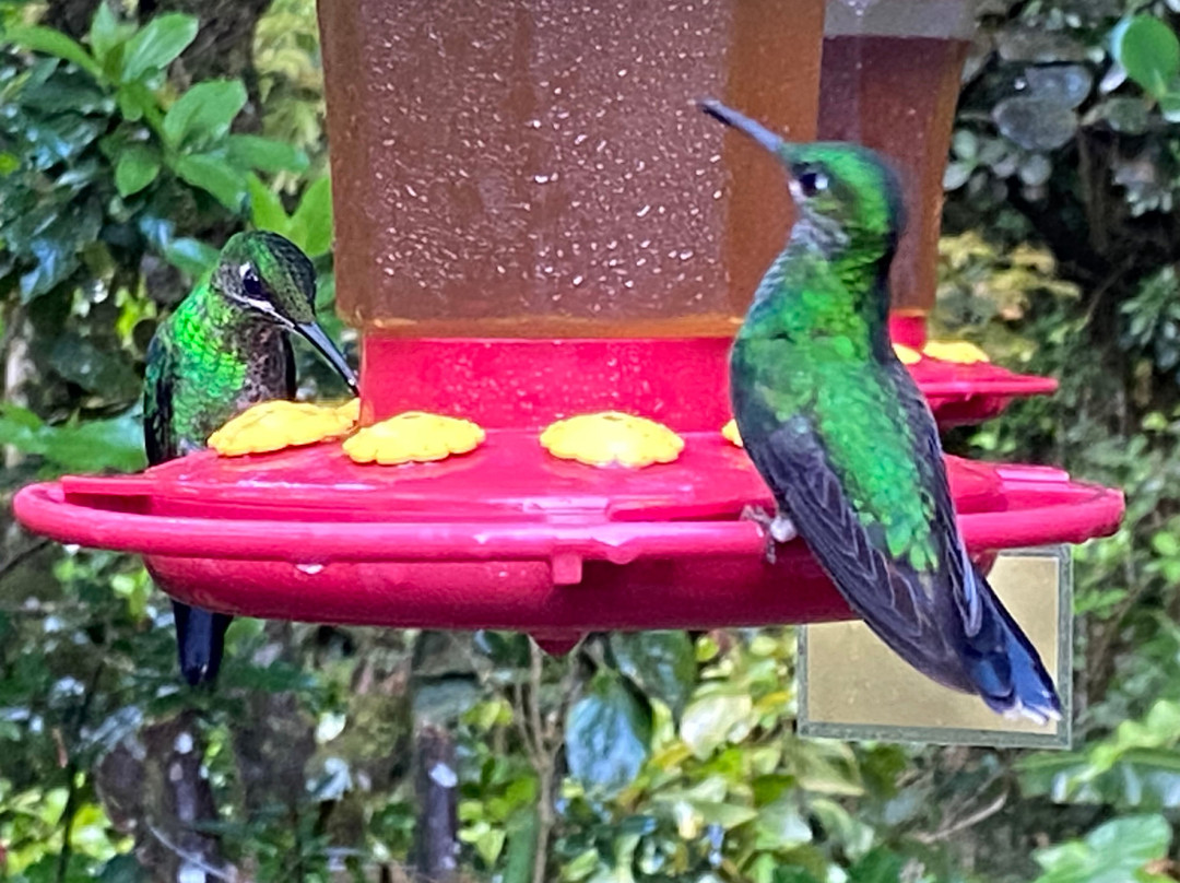 Monteverde Cloud Forest Biological Reserve-蒙特维多云雾森林自然保护区必去景点