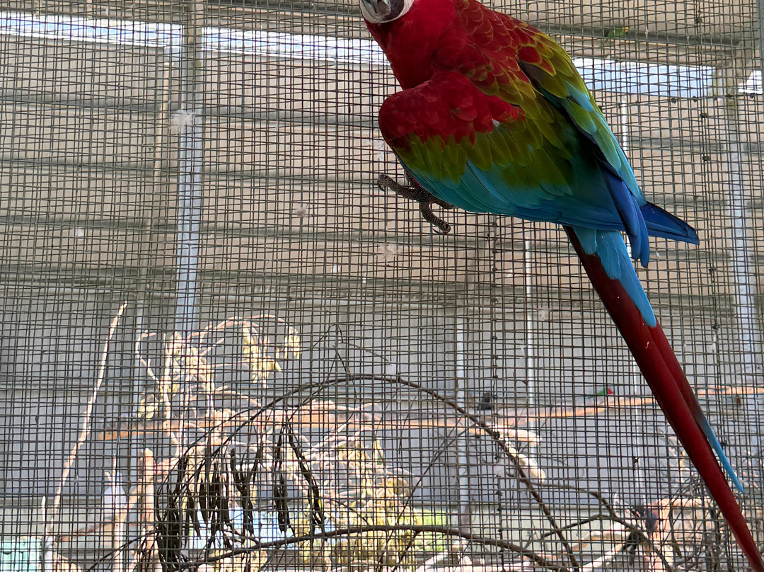 Maleny Botanic Gardens & Bird World-马莱尼必去景点