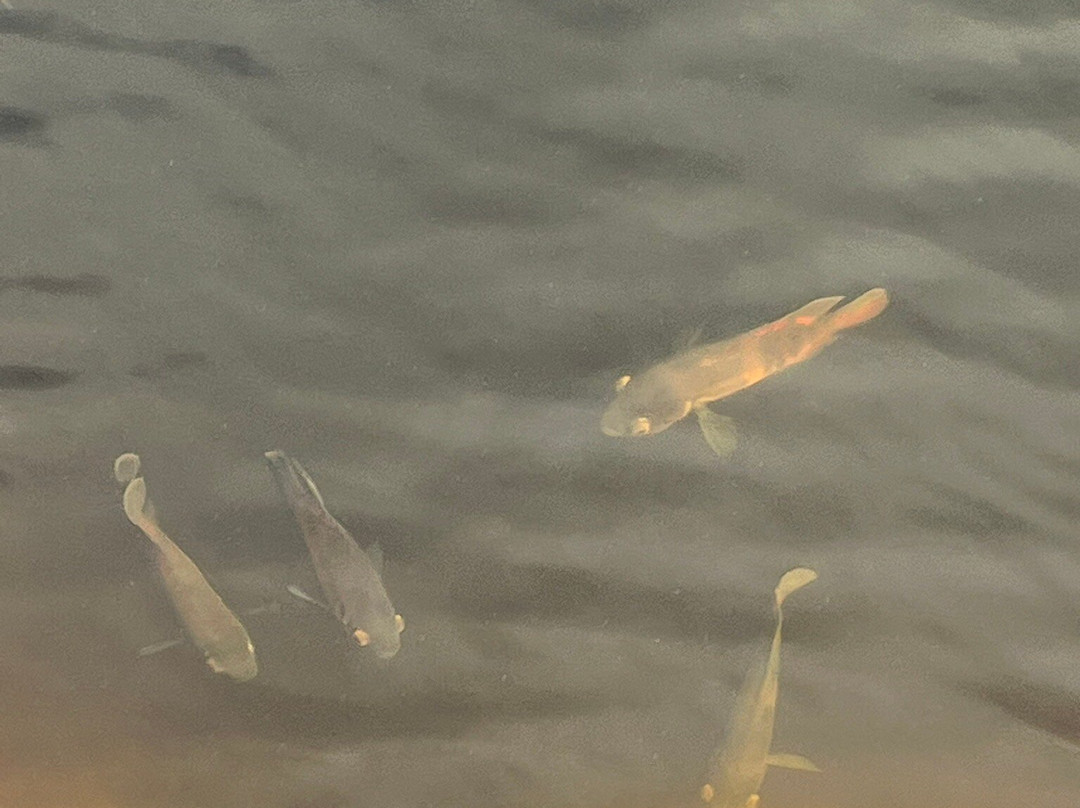 Six Mile Cypress Slough Preserve-迈尔斯堡必去景点