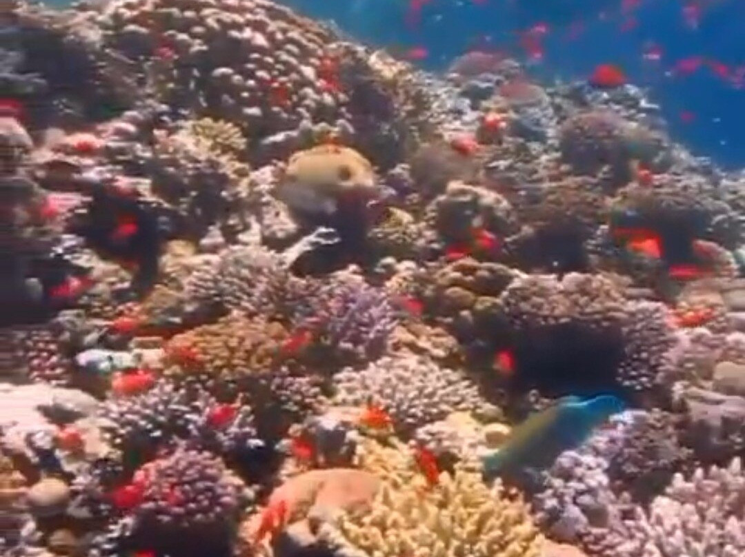 Kiko Sharm-沙姆沙伊赫必去景点