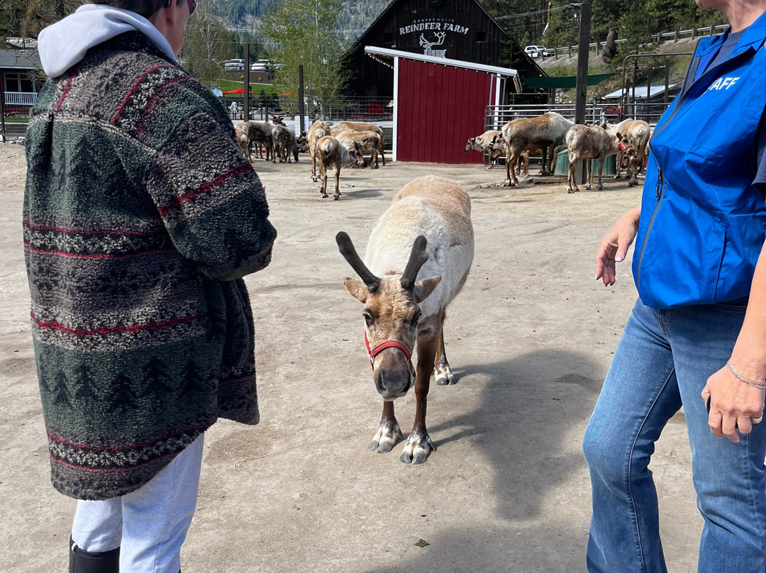 Leavenworth Reindeer Farm-莱文沃思必去景点