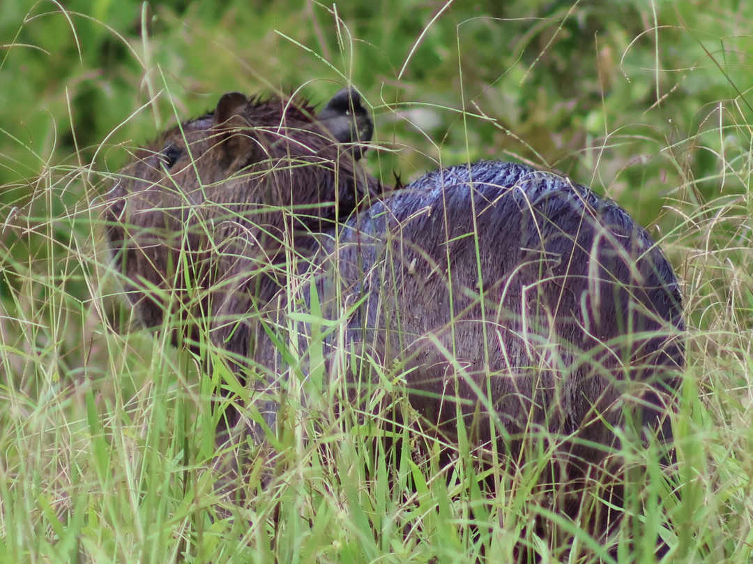CHUCHINI Amazon Wildlife Reserve & Eco Lodge-Trinidad必去景点