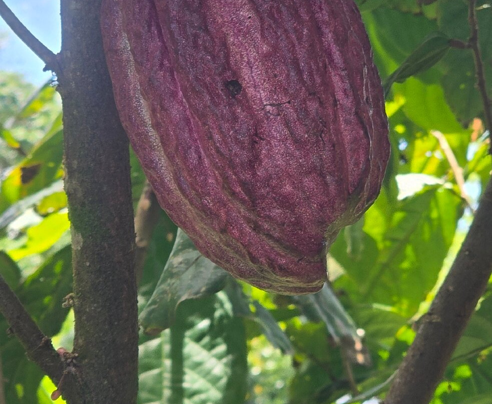 Cafe & Cacao Tour Bijagua-Bijagua de Upala必去景点