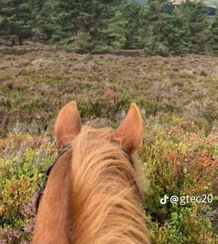 Derbyshire Pony Trekking-Mansfield必去景点
