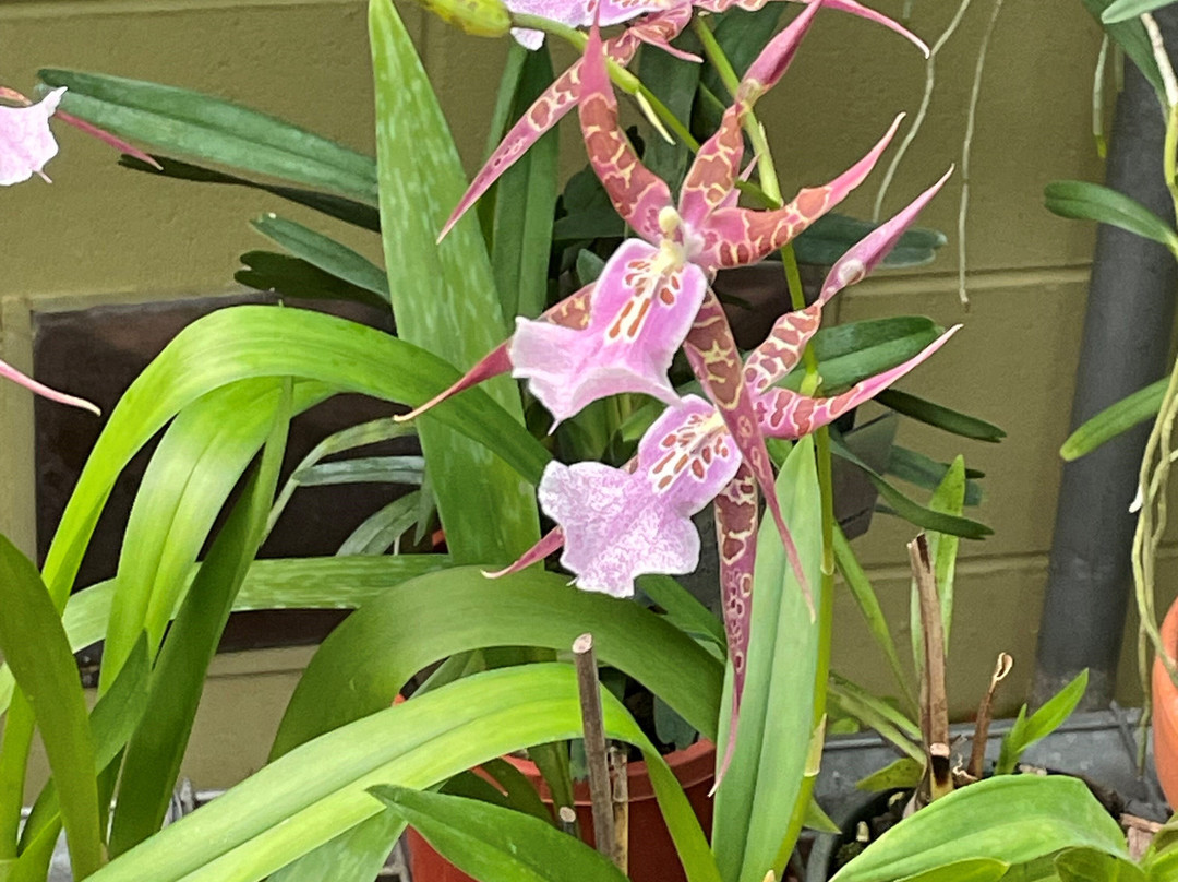 Hunter Region Botanic Gardens-史蒂芬斯港必去景点