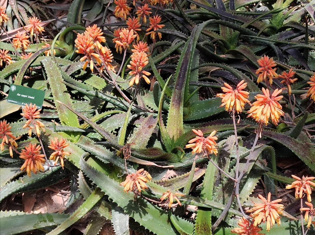 Orto e Museo Botanico di Pisa-比萨必去景点