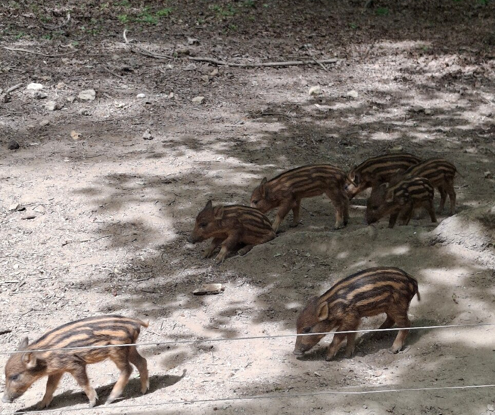 Reserve De Beaumarchais - Safari Train-Autreche必去景点