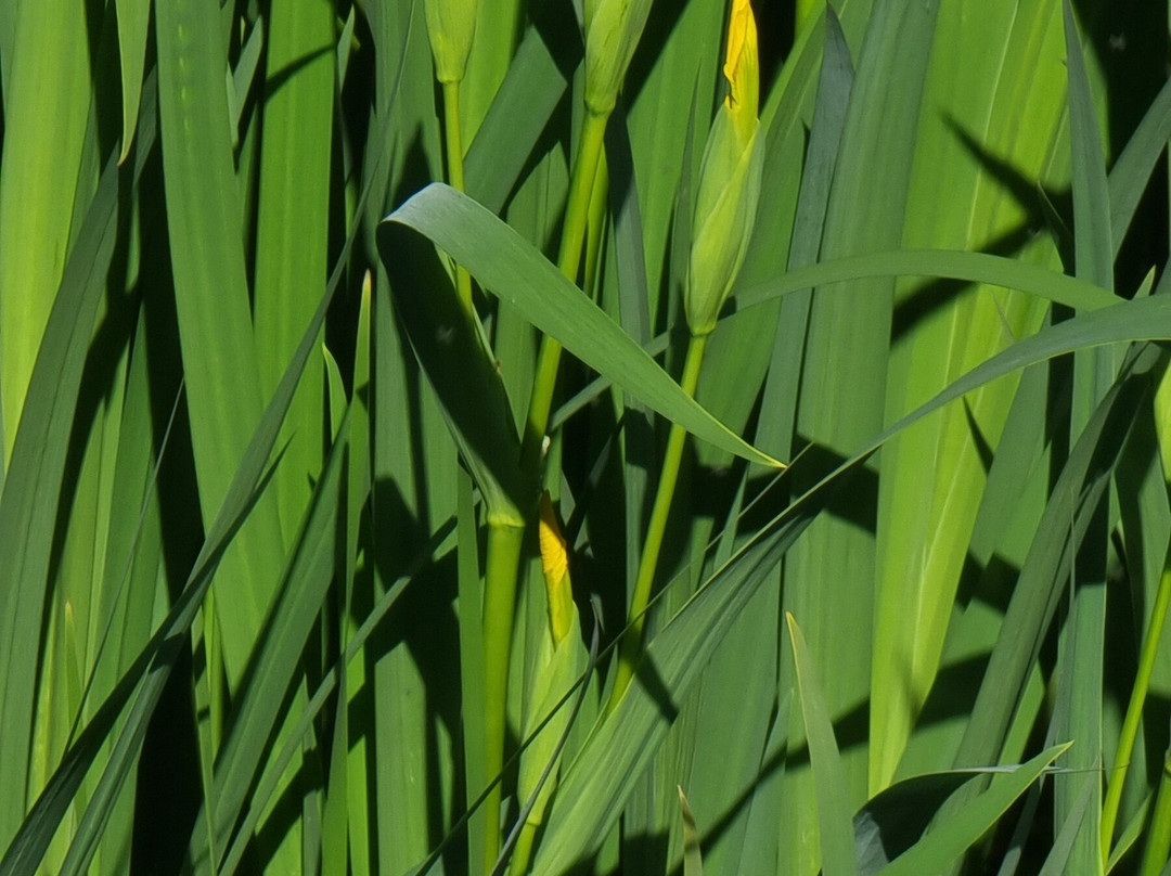 Park Oog in Al-乌特勒支必去景点