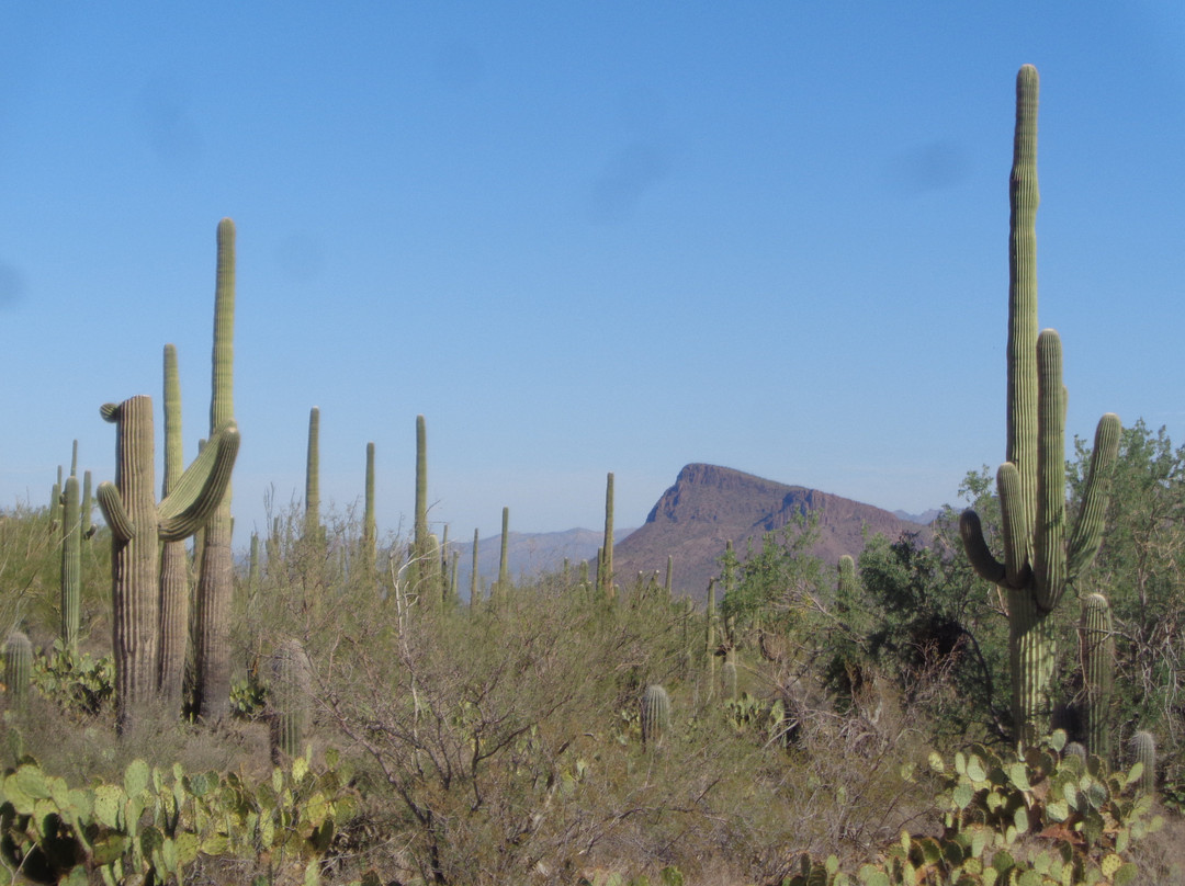 Saguaro National Park-图森必去景点