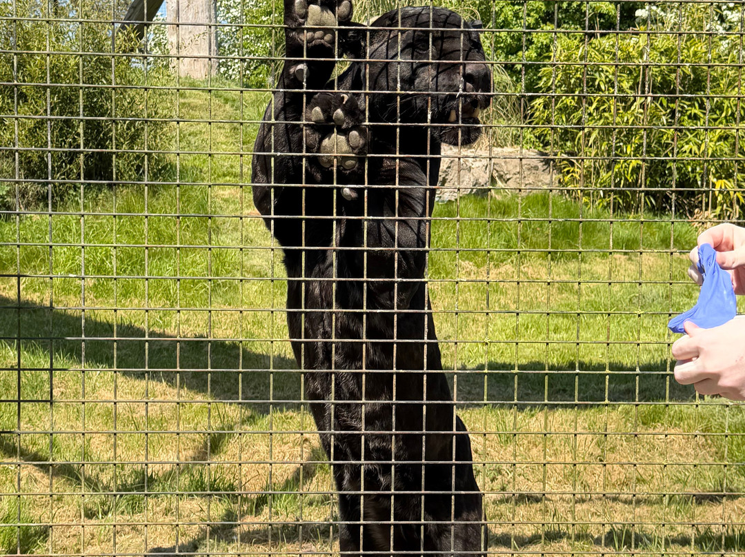 The Big Cat Sanctuary-Smarden必去景点