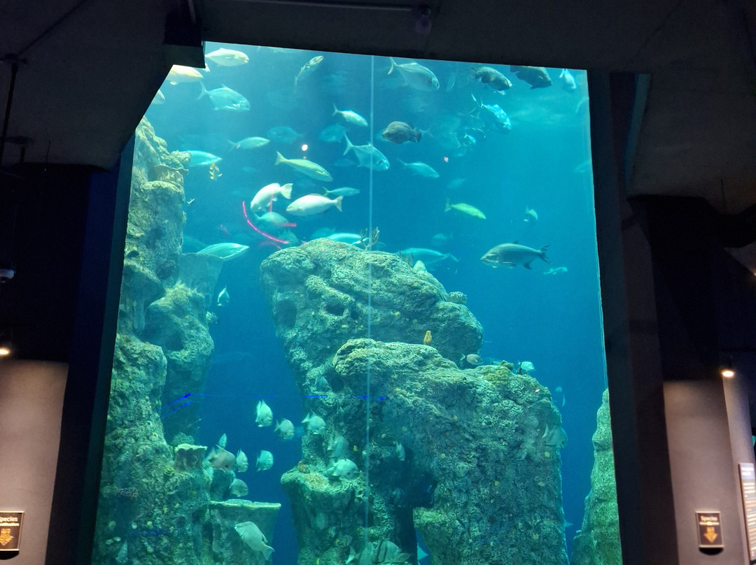 South Carolina Aquarium-查尔斯顿必去景点