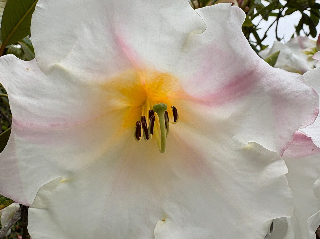 Humboldt Botanical Garden-尤里卡必去景点