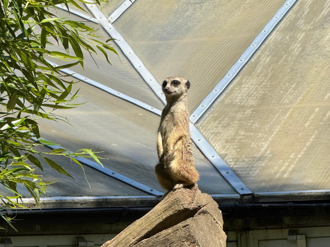 Kolmården Zoo-Kolmarden必去景点