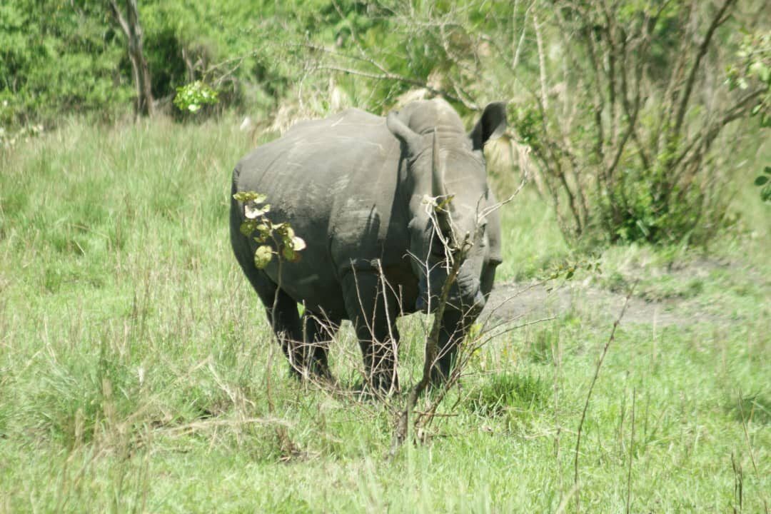 Northern Nature Safaris-Gulu必去景点