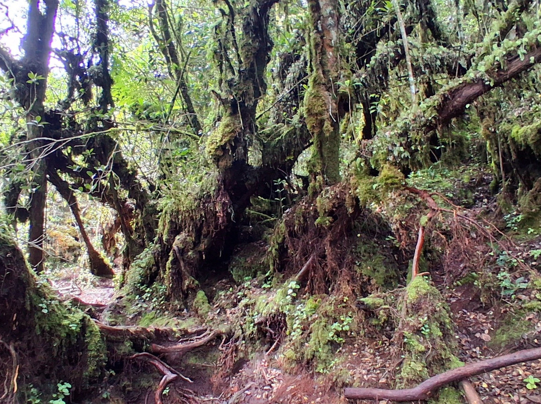 Ferns, Fronds, Friends & Family-丹那拉塔必去景点