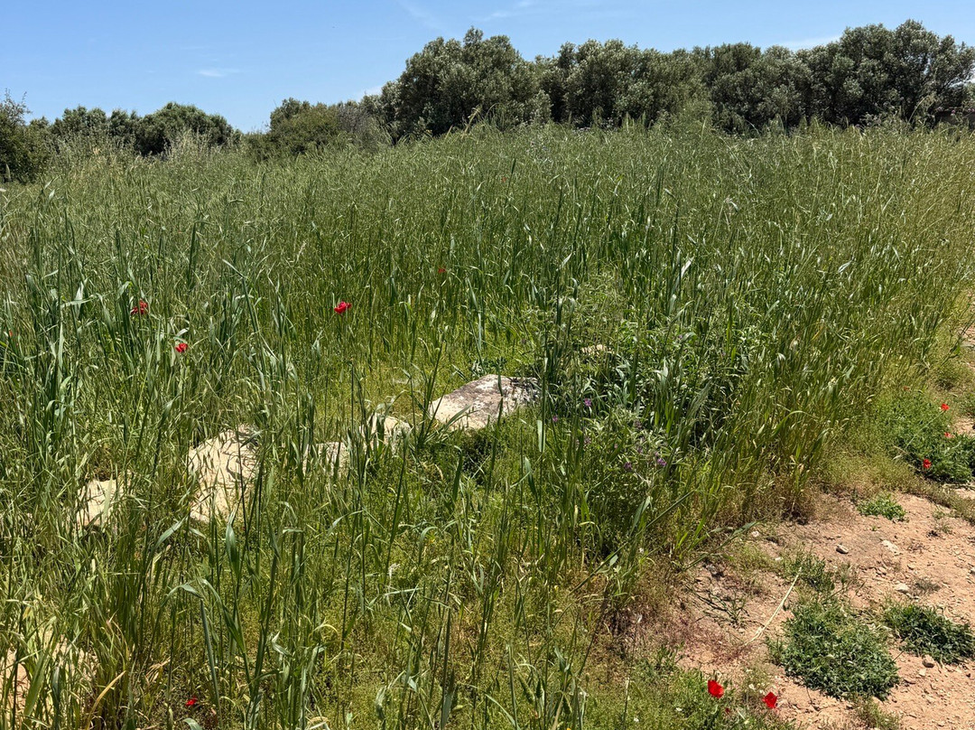 Archaeological Site Of Aptera-Aptera必去景点