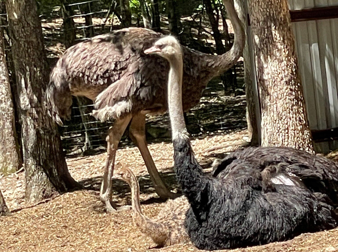 Beavers Bend Safari Park-Hochatown必去景点
