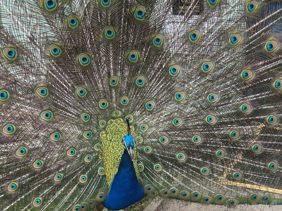 Bridlington Animal Park-布里德灵顿必去景点