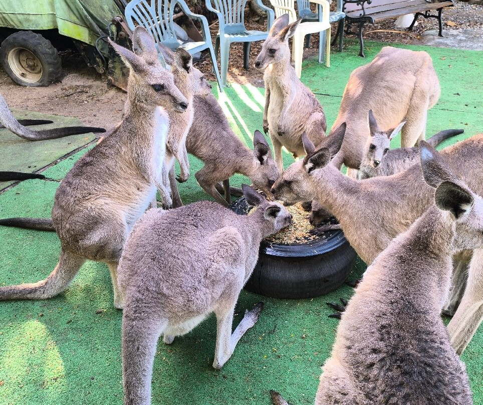 Horizons Kangaroo Sanctuary & Camp Ground-Agnes Water必去景点