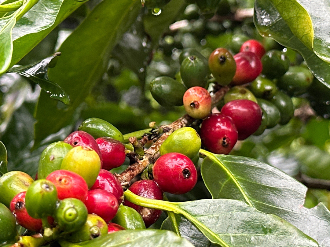 Cafe Los Volcanes-San Pedro de Poas必去景点