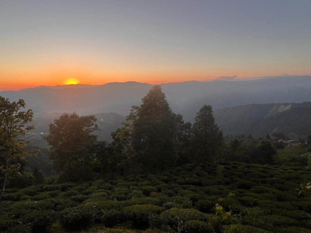 Singell Tea Estate, CGH Earth
