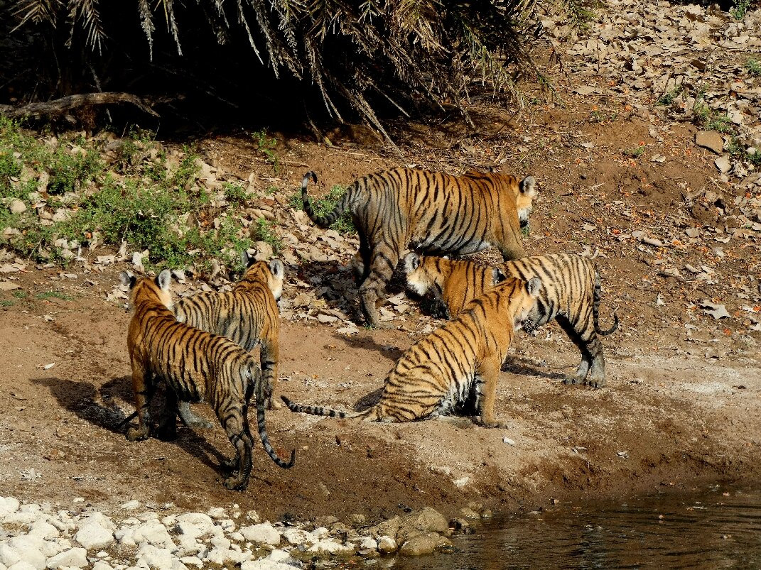 Ranthambore Tiger Safari-瑟瓦伊马托布尔必去景点