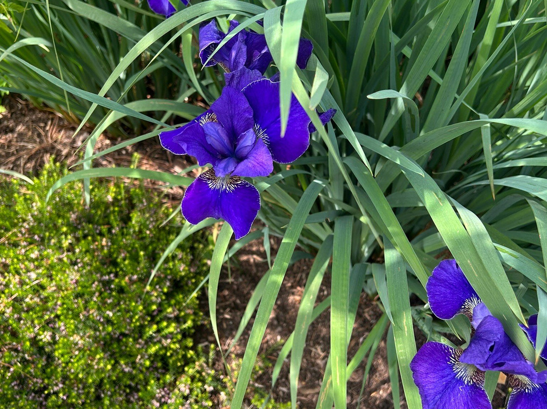 RHS Garden Harlow Carr-哈罗盖特必去景点