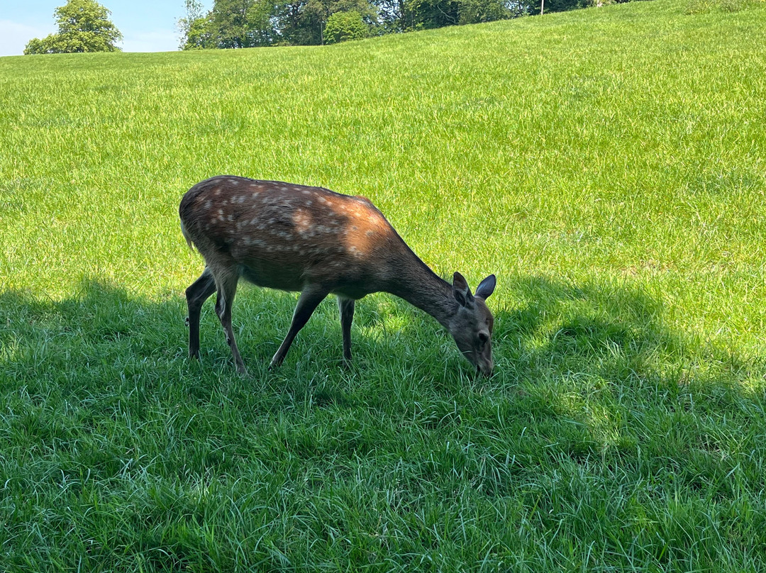 Bucklebury Farm Park-Bucklebury必去景点