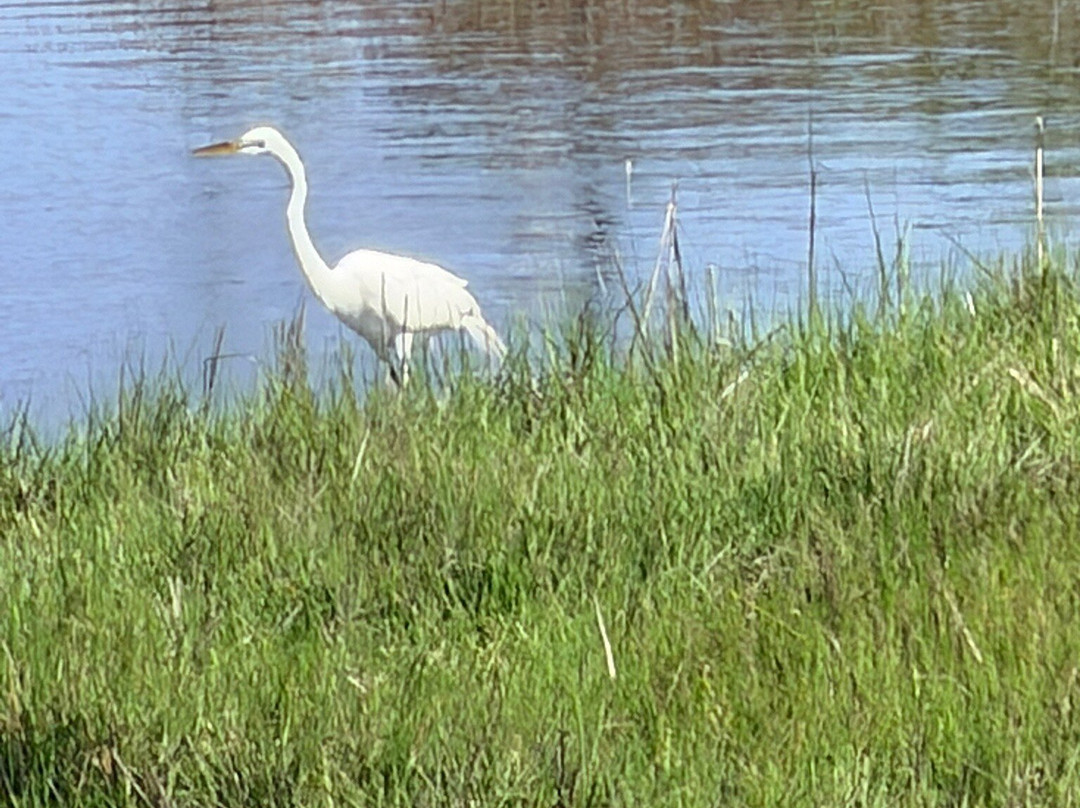 Assateague Island National Seashore-Assateague Island必去景点