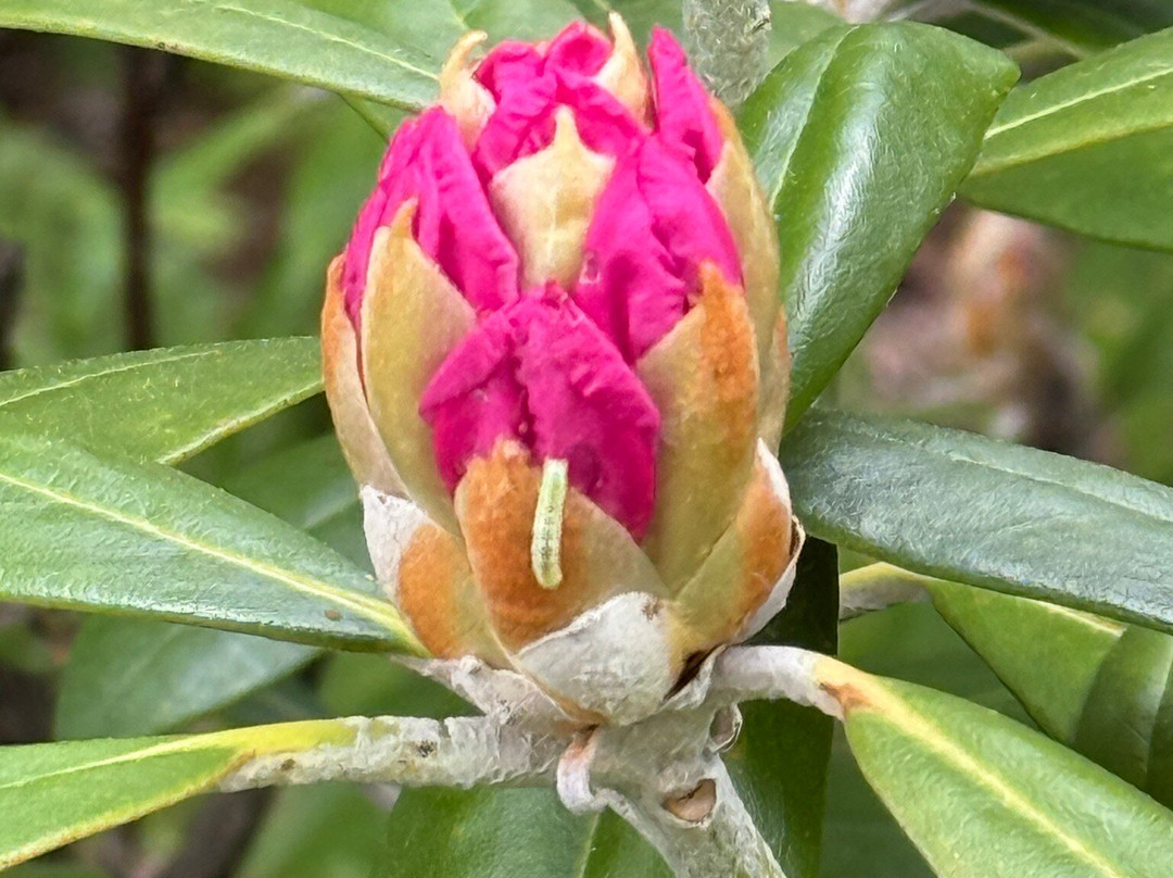Asticou Azalea Garden-Northeast Harbor必去景点