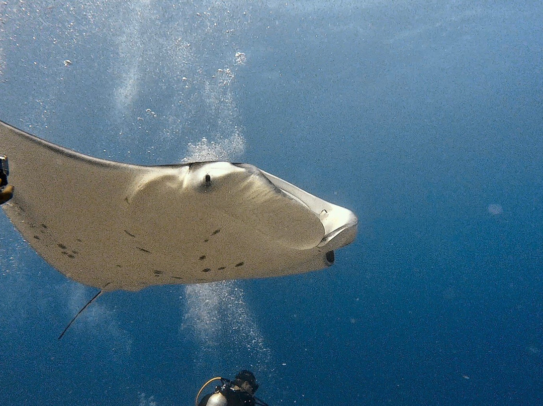 Pelagic Divers Fuvahmulah-Fuvahmulah必去景点
