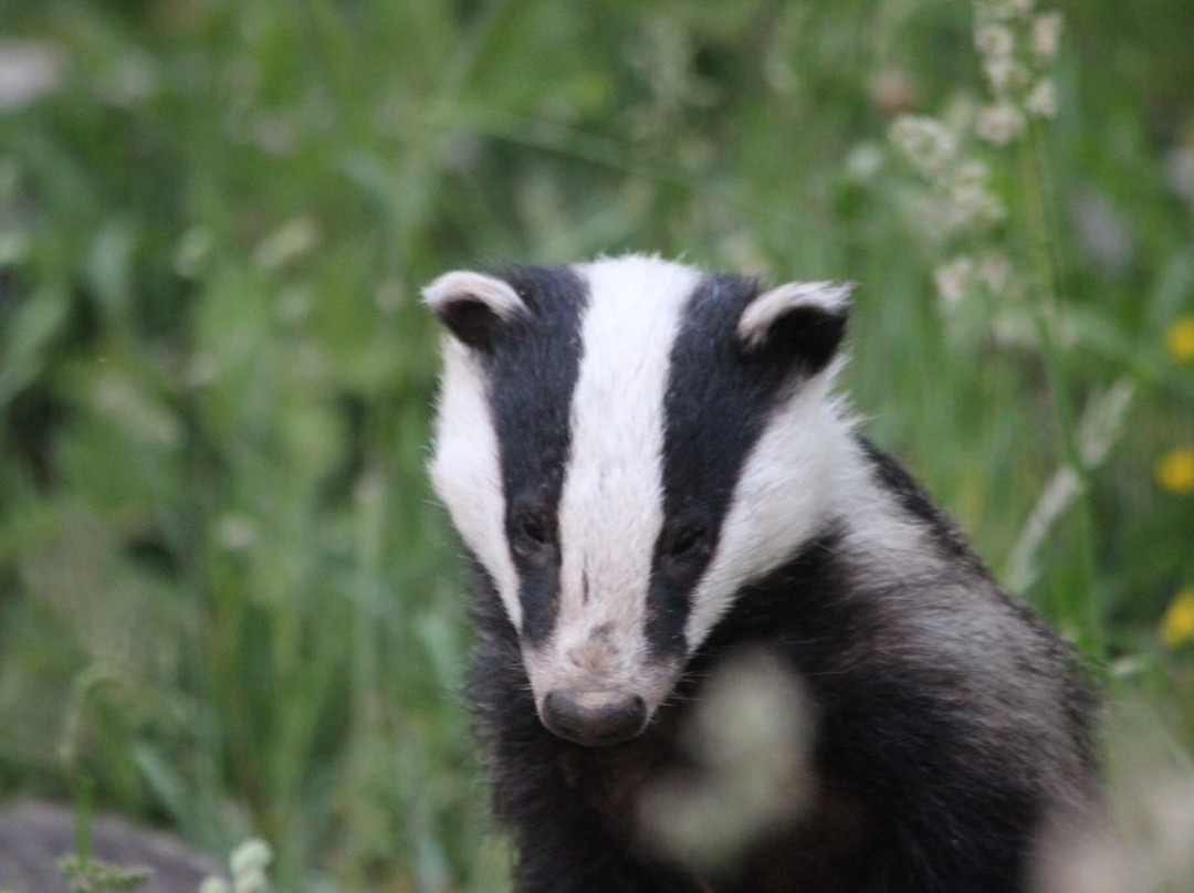 Badger Watch Dorset-Buckland Newton必去景点