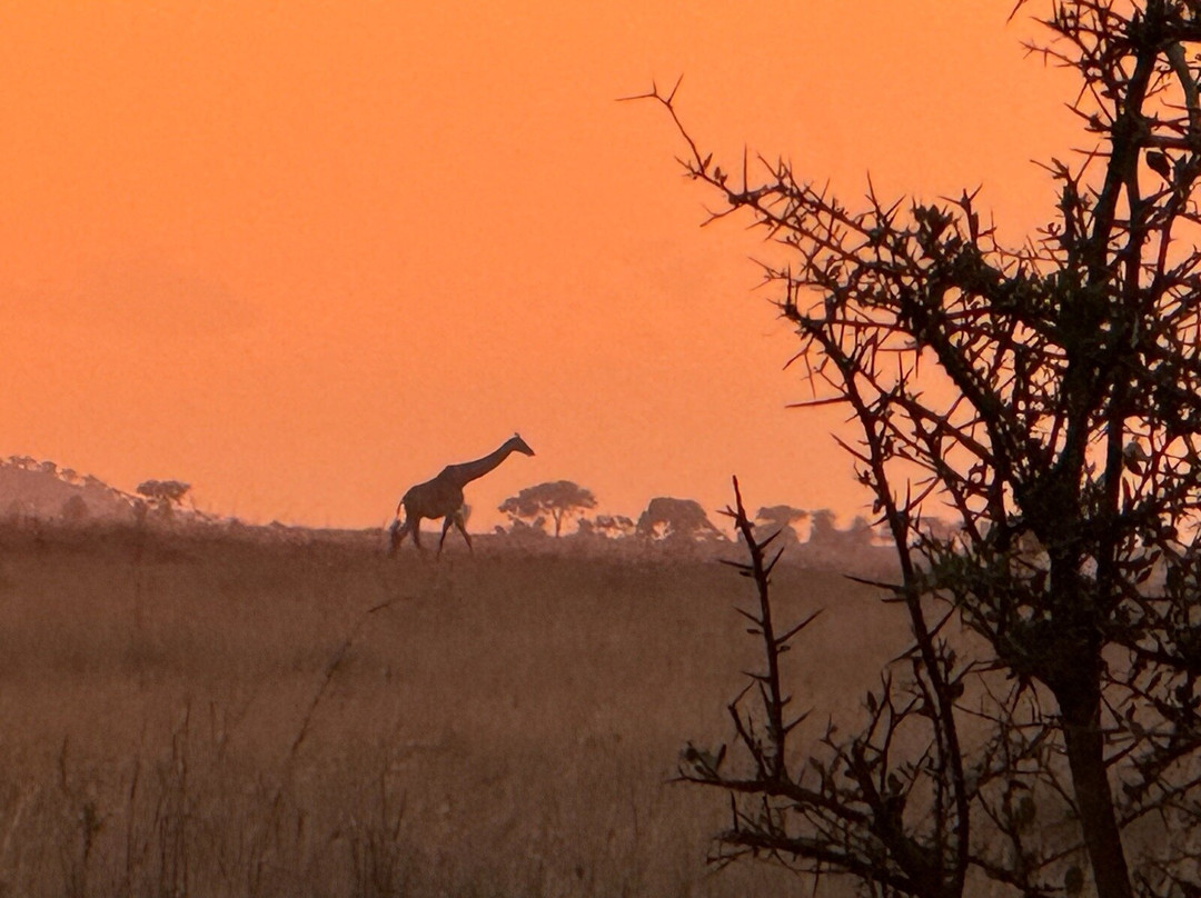 Livingstone Safari Tanzania-阿鲁沙必去景点