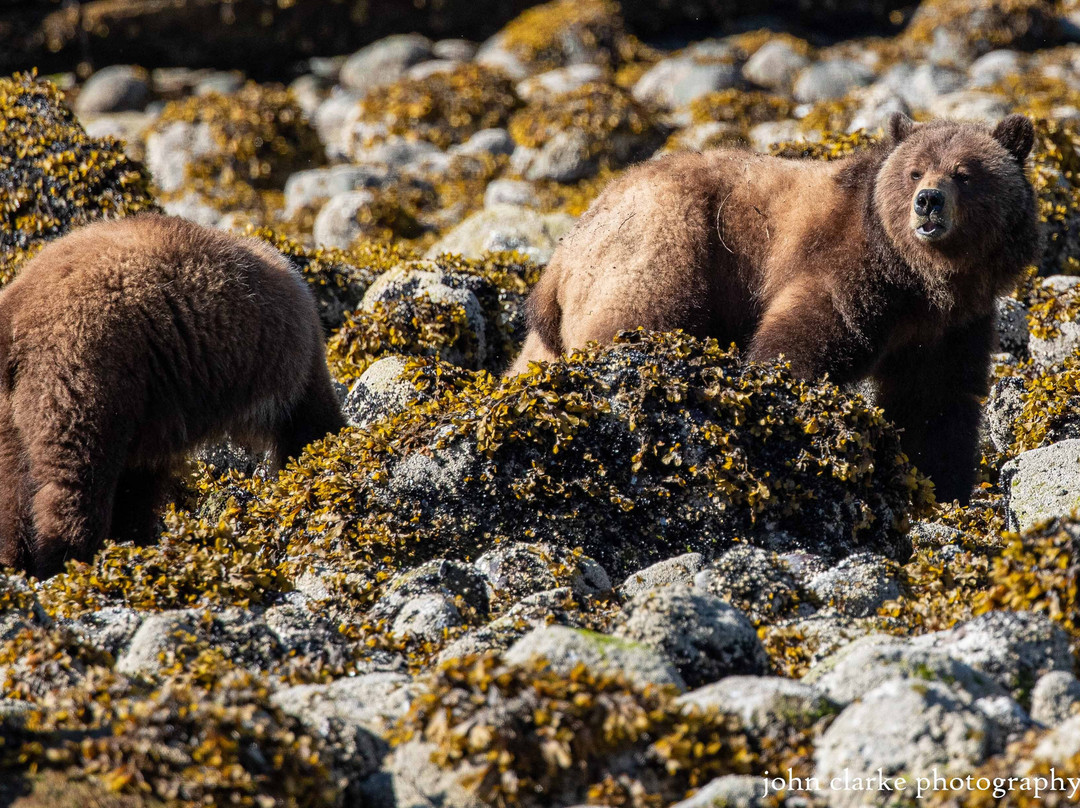 Vancouver Island Photo Tours-Port McNeill必去景点