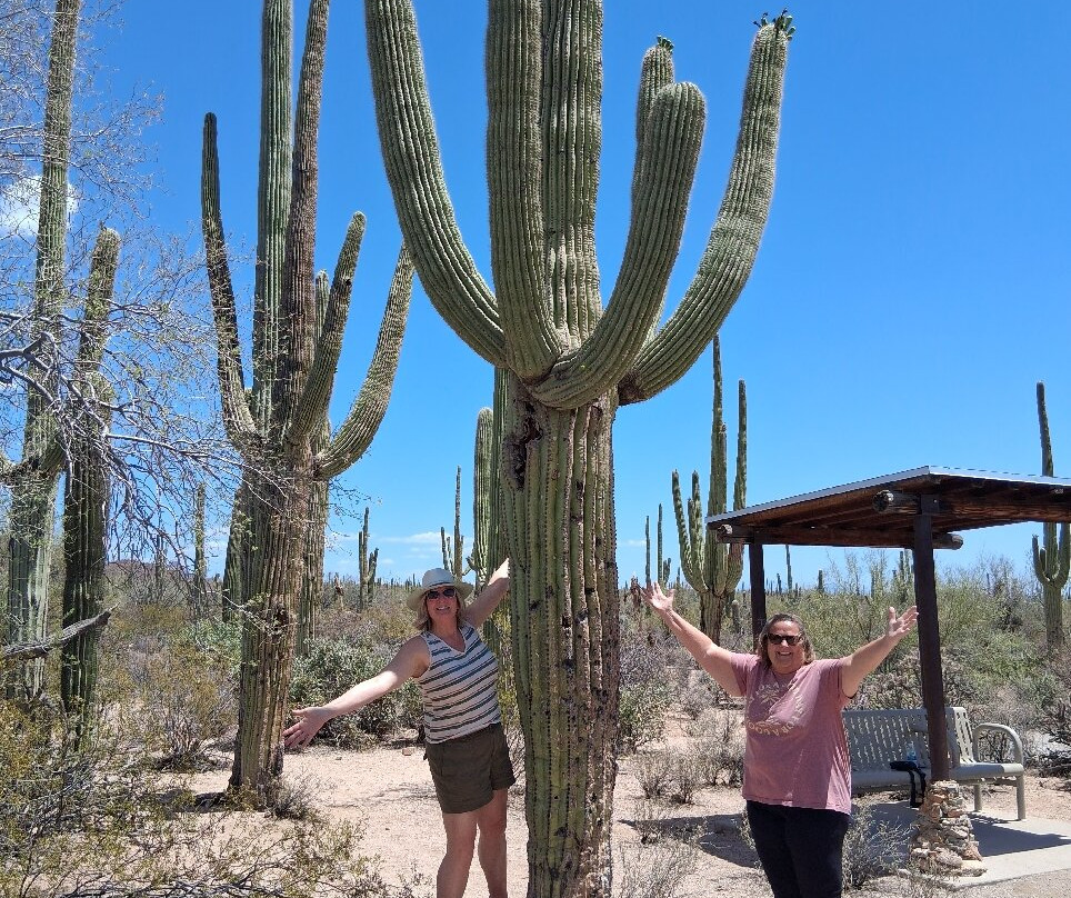 Saguaro National Park-图森必去景点